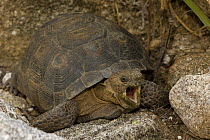Desert Tortoise (Gopherus agassizii) with mouth wide open, Arizona, USA