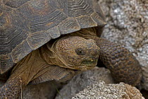 Desert Tortoise (Gopherus agassizii)  Arizona, USA