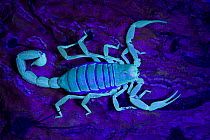 Desert / Giant Hairy Scorpion (Hadrurus arizonensis) viewed under ultra violet light, Arizona, USA, captive
