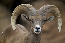 Bighorn Sheep (Ovis canadensis) Ram, Captive, Arizona, USA
