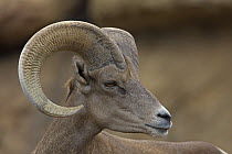 Bighorn Sheep (Ovis canadensis) Ram, head portrait, Captive, Arizona, USA