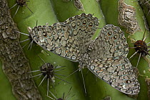 Grey cracker butterfly (Hamadryas februa) on Hecho Cactus (Pachycereus pectinaboriginum) Sonora, Mexico