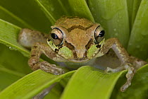 Mexican Tree Frog (Smilisca baudinii) Sonora, Mexico