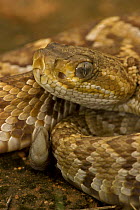 Mexican West Coast Rattle Snake (Crotalus basiliscus) Neonate with only end scale or "button" of rattle, Sonora, Mexico