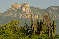 Hecho Cactus (Pachycereus pectinaboriginum) and Sierra Madre Mountains, near Alamos, Sonora, Mexico