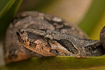 Boa Constrictor (Boa constrictor) juvenile, Sonora, Mexico