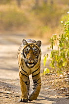 Bengal Tiger (Panthera tigris tigris) walking on track, Ranthambhore NP, Rajasthan, India