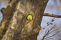 Ring-necked / Rose-ringed Parakeet (Psittacula krameri) peeping out of nesting hole in tree, Ranthambhore NP, Rajasthan, India