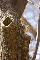 Spotted Owl (Athene brama) perched outside nest hole, Ranthambhore NP, Rajasthan, India