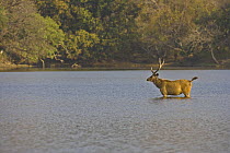 Indian sambar deer {Cervus unicolour} in lake, Ranthambhore NP, Rajasthan, India