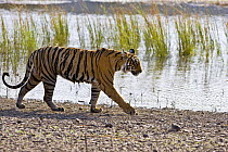 Bengal Tiger {Panthera tigris tigris} walking by lake, Ranthambhore NP, Rajasthan, India