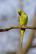 Rose ringed / Ring-necked Parakeet {Psittacula krameri} perched with one foot raised, Ranthambhore NP, Rajasthan, India
