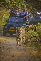 Tourists watching Bengal Tiger {Panthera tigris tigris} scent marking log, Ranthambhore NP, Rajasthan, India