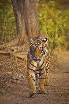 Bengal Tiger {Panthera tigris tigris} walking down track, hunting, Ranthambhore NP, Rajasthan, India