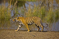 Bengal Tiger {Panthera tigris tigris} walking beside lake, Ranthambhore NP, Rajasthan, India