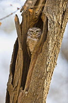 Spotted Owlet {Athene brama} in nest hole, Ranthmbhore NP, Rajasthan, India