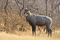 Nilgai {Boselaphus tragocamelus} male, Ranthambhore NP, Rajasthan, India