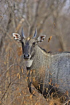Nilgai {Boselaphus tragocamelus} male, Ranthambhore NP, Rajasthan, India