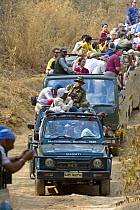 Tourists in jeeps gather to view a Bengal tiger, Ranthambhore NP, Rajasthan, India
