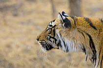 Bengal Tiger {Panthera tigris tigris} looking alert, note Porcupine quill stuck in neck, Ranthambhore NP, Rajasthan, India