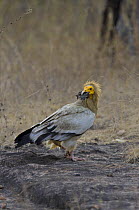 Egyptian Vulture {Neophron percnopterus} eating tiger faeces, Bandhavgarh NP, Madhya Pradesh, India