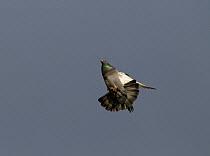 Feral Pigeon / Rock dove {Columba livia} display-flying at nest site, Alcantara, Spain