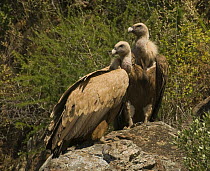 Griffon Vulture {Gyps fulva} pair at colony, River Tejo, Portugal