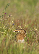 European Brown Hare {Lepus europaeus} female in flower meadow, Evora, Portugal
