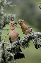 Hoopoe {Upupa epops} female eating caterpillar offered to her by the male, Castelo Branco, Portugal