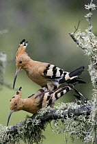 Hoopoe {Upupa epops} mating pair, Castelo Branco, Portugal