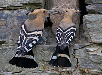 Hoopoe {Upupa epops} female eating caterpillar offered to her by the male at nest entrance, Castelo Branco, Portugal