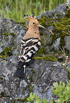 Hoopoe {Upupa epops} male enticing female to possible nest-site by offering food, Castelo Branco, Portugal