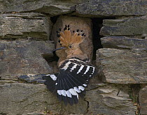 Hoopoe {Upupa epops} stretching wings at entrance to nest site in wall, Castelo Branco, Portugal