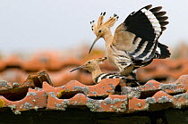Hoopoe {Upupa epops} pair mating on roof tiles, Castelo Branco, Portugal