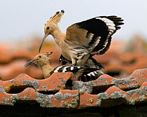 Hoopoe {Upupa epops} pair mating on roof tiles, Castelo Branco, Portugal