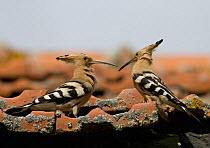 Hoopoe {Upupa epops} male (on right) displays to female, Castelo Branco, Portugal
