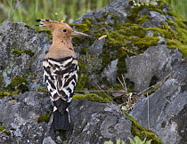 Hoopoe {Upupa epops} male enticing female to possible nest-site by offering food, Castelo Branco, Portugal
