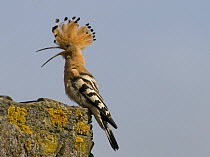 Hoopoe {Upupa epops} male calling and displaying above nest site, Castelo Branco, Portugal