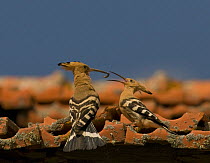 Hoopoe {Upupa epops} male feeding female in courtship display, Castelo Branco, Portugal