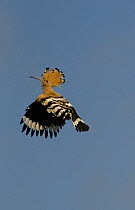 Hoopoe {Upupa epops} male in flight with crest raised in aggressive display, Castelo Branco, Portugal