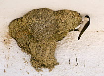 House Martin {Delichon urbicum} at nest complex on side of building, Alcantara, Spain