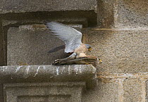 Lesser Kestrel {Falco naumanni} pair mating on Church parapet, Alcantara, Spain