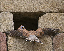 Lesser Kestrel {Falco naumanni} male greeting female arriving at nest site in building, Alcantara, Spain