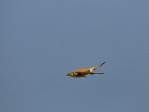 Lesser Kestrel {Falco naumanni} male diving in flight, Alcantara, Spain