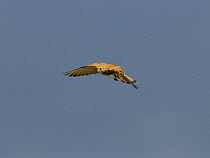 Lesser Kestrel {Falco naumanni} female hovering in flight, Alcantara, Spain