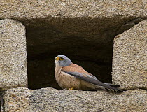 Lesser Kestrel {Falco naumanni} male at nest site in church wall, looking out for returning female, Alcantara, Spain