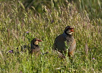Red-legged Partridge {Alectoris rufa} pair, male calling in territorial display, Castelo Branco, Portugal