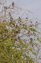 Roosting flock of Spanish Sparrows {Passer hispaniolensis} in Hawthorn bush, Evora, Portugal