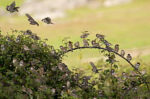 flock of Spanish Sparrows {Passer hispaniolensis}  gathering at evening roost in bramble bush, Evora, Portugal