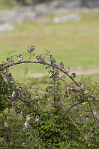 Flock of Spanish Sparrows {Passer hispaniolensis}  gathering at their evening roost in bramble bushes, Evora, Portugal